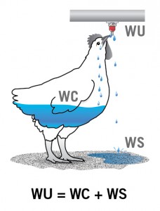 Chicken-WU.WC.WS